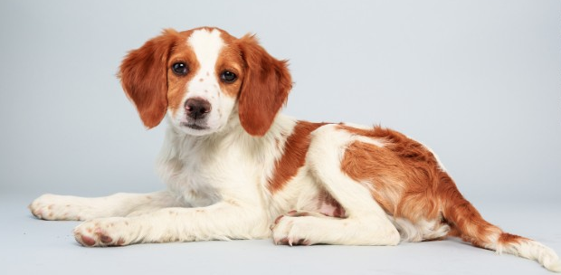 Puppy Bowl