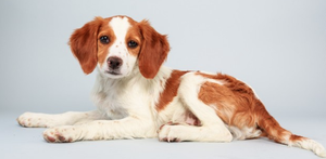 Puppy Bowl
